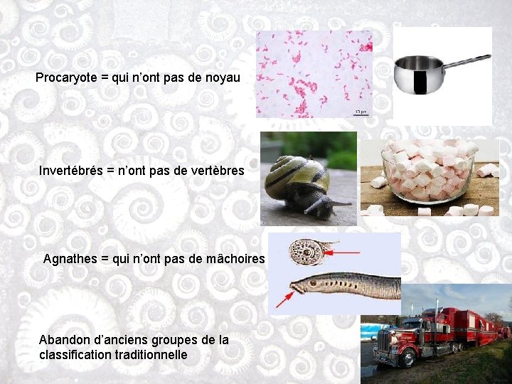 Procaryote = qui n’ont pas de noyau Invertébrés = n’ont pas de vertèbres Agnathes