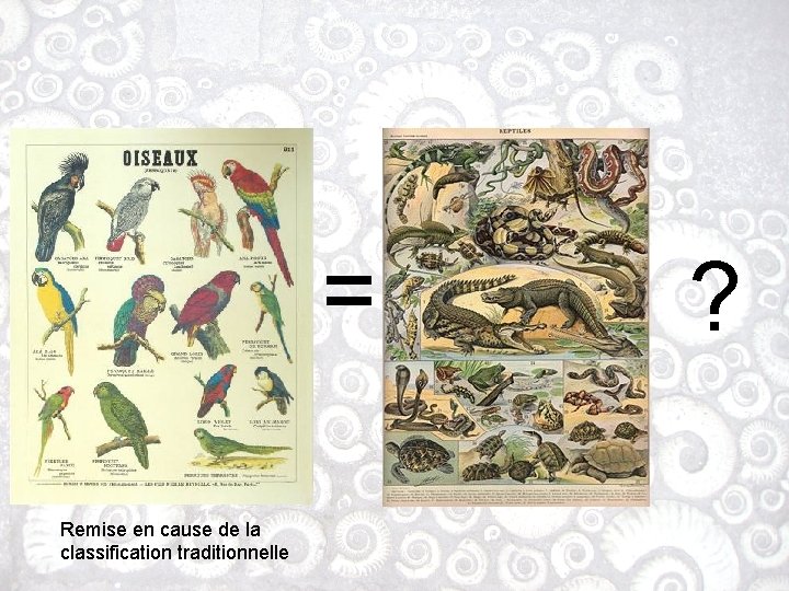 = Remise en cause de la classification traditionnelle ? 