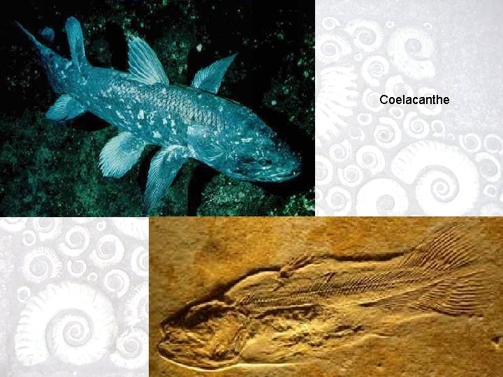 Coelacanthe 