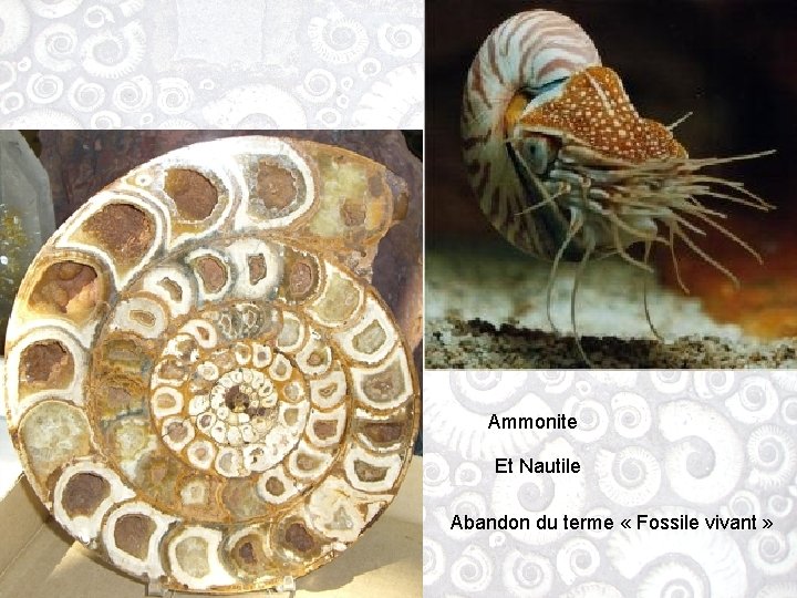 Ammonite Et Nautile Abandon du terme « Fossile vivant » 