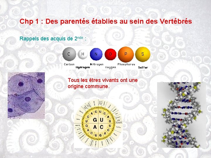 Chp 1 : Des parentés établies au sein des Vertébrés Rappels des acquis de