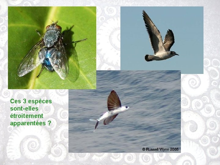 Ces 3 espèces sont-elles étroitement apparentées ? 