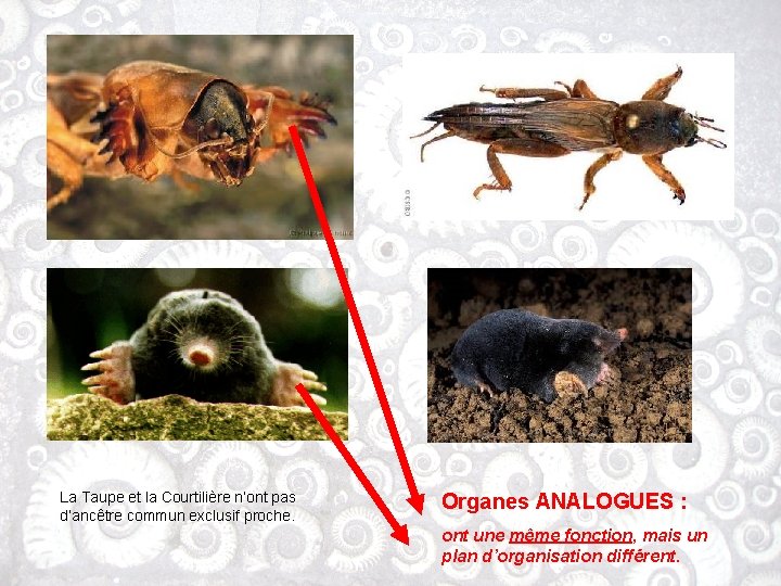 La Taupe et la Courtilière n’ont pas d’ancêtre commun exclusif proche. Organes ANALOGUES :