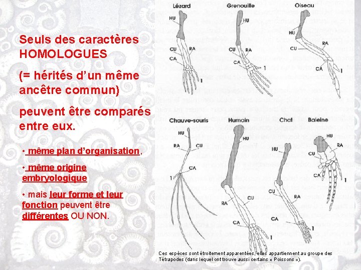 Seuls des caractères HOMOLOGUES (= hérités d’un même ancêtre commun) peuvent être comparés entre