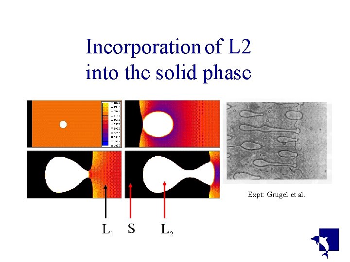 Incorporation of L 2 into the solid phase Expt: Grugel et al. Incorporation of L 2 into the solid phase Expt: Grugel et al.