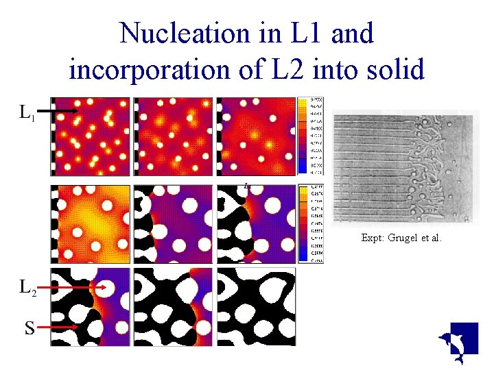 Nucleation in L 1 and incorporation of L 2 into solid Expt: Grugel et Nucleation in L 1 and incorporation of L 2 into solid Expt: Grugel et