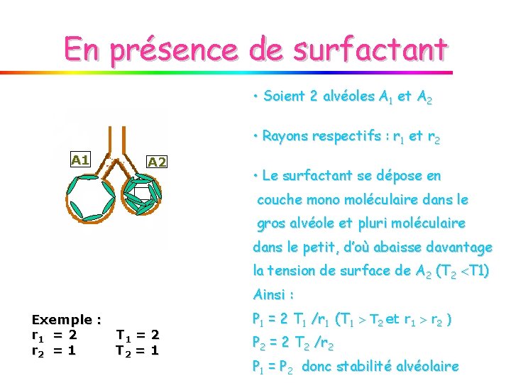 En présence de surfactant • Soient 2 alvéoles A 1 et A 2 •