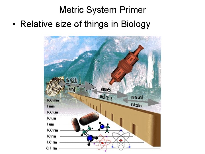 Metric System Primer • Relative size of things in Biology 