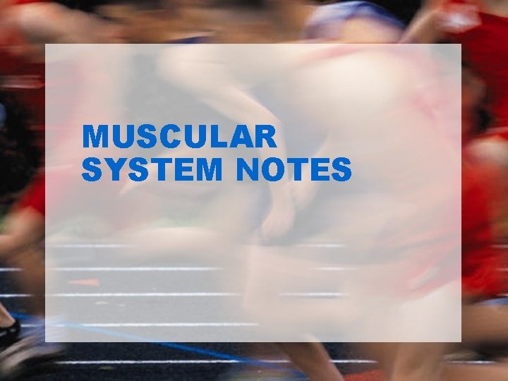 MUSCULAR SYSTEM NOTES 