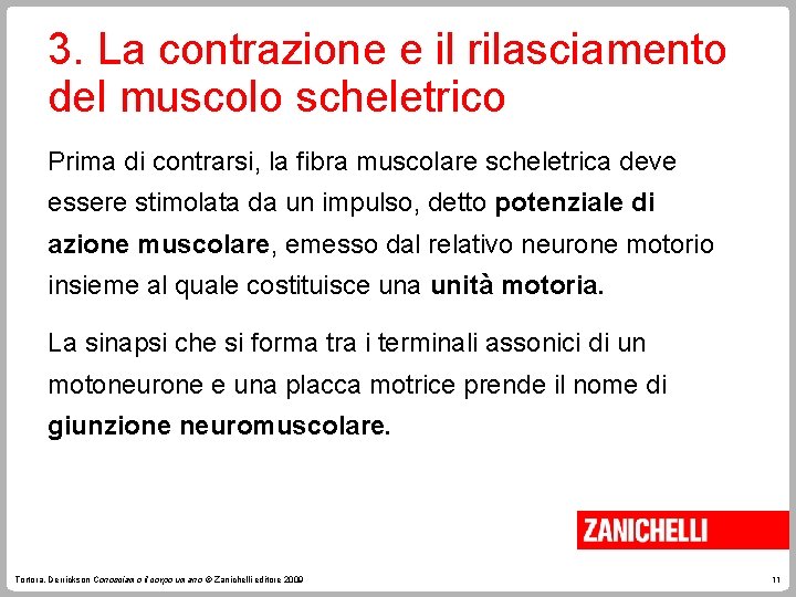 3. La contrazione e il rilasciamento del muscolo scheletrico Prima di contrarsi, la fibra 3. La contrazione e il rilasciamento del muscolo scheletrico Prima di contrarsi, la fibra