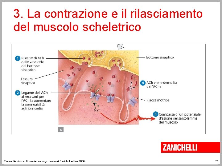 3. La contrazione e il rilasciamento del muscolo scheletrico Tortora, Derrickson Conosciamo il corpo 3. La contrazione e il rilasciamento del muscolo scheletrico Tortora, Derrickson Conosciamo il corpo
