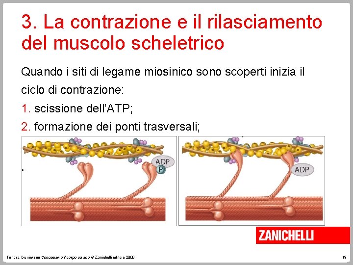 3. La contrazione e il rilasciamento del muscolo scheletrico Quando i siti di legame 3. La contrazione e il rilasciamento del muscolo scheletrico Quando i siti di legame