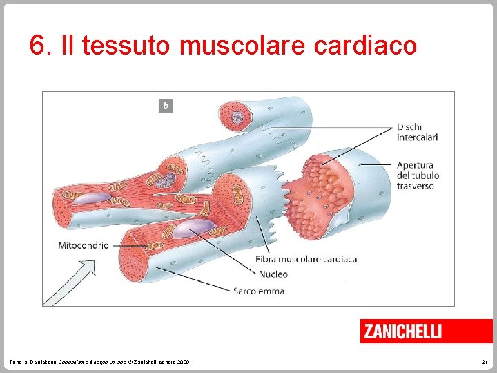 6. Il tessuto muscolare cardiaco Tortora, Derrickson Conosciamo il corpo umano © Zanichelli editore 6. Il tessuto muscolare cardiaco Tortora, Derrickson Conosciamo il corpo umano © Zanichelli editore