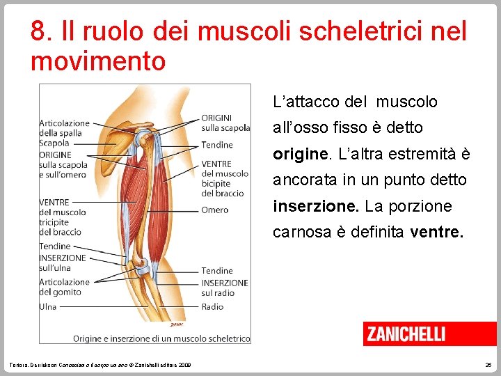 8. Il ruolo dei muscoli scheletrici nel movimento L’attacco del muscolo all’osso fisso è 8. Il ruolo dei muscoli scheletrici nel movimento L’attacco del muscolo all’osso fisso è