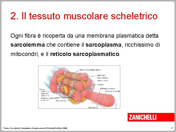 2. Il tessuto muscolare scheletrico Ogni fibra è ricoperta da una membrana plasmatica detta 2. Il tessuto muscolare scheletrico Ogni fibra è ricoperta da una membrana plasmatica detta