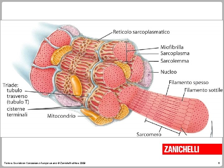 Tortora, Derrickson Conosciamo il corpo umano © Zanichelli editore 2009 6 Tortora, Derrickson Conosciamo il corpo umano © Zanichelli editore 2009 6