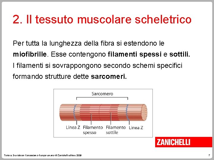 2. Il tessuto muscolare scheletrico Per tutta la lunghezza della fibra si estendono le 2. Il tessuto muscolare scheletrico Per tutta la lunghezza della fibra si estendono le