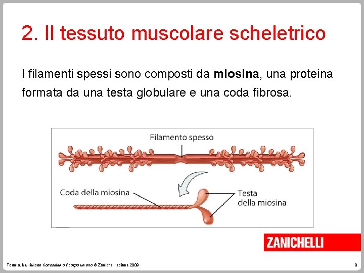 2. Il tessuto muscolare scheletrico I filamenti spessi sono composti da miosina, una proteina 2. Il tessuto muscolare scheletrico I filamenti spessi sono composti da miosina, una proteina