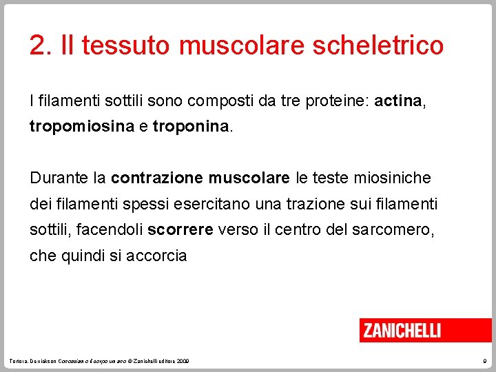 2. Il tessuto muscolare scheletrico I filamenti sottili sono composti da tre proteine: actina, 2. Il tessuto muscolare scheletrico I filamenti sottili sono composti da tre proteine: actina,
