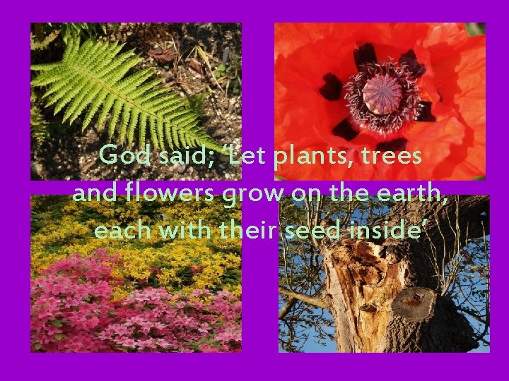 God said; ‘Let plants, trees and flowers grow on the earth, each with their