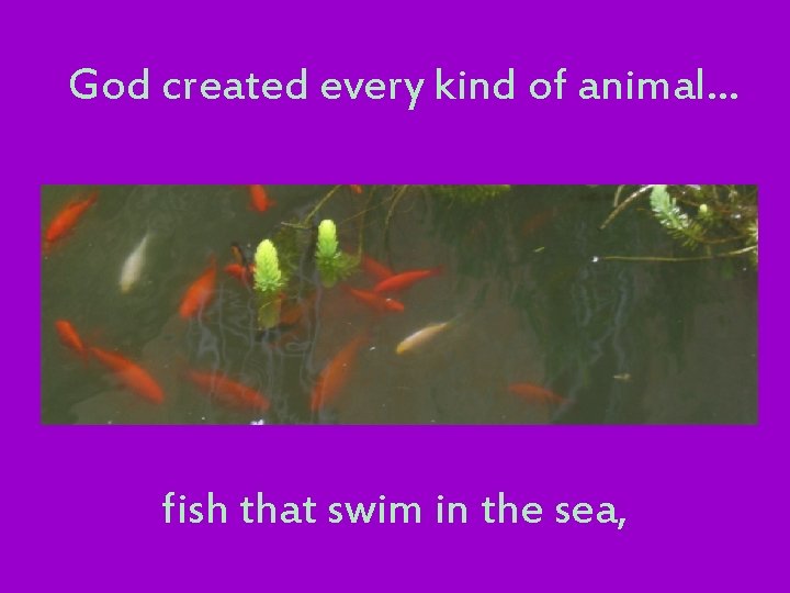 God created every kind of animal… fish that swim in the sea, 