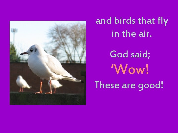 and birds that fly in the air. God said; ‘Wow! These are good! 