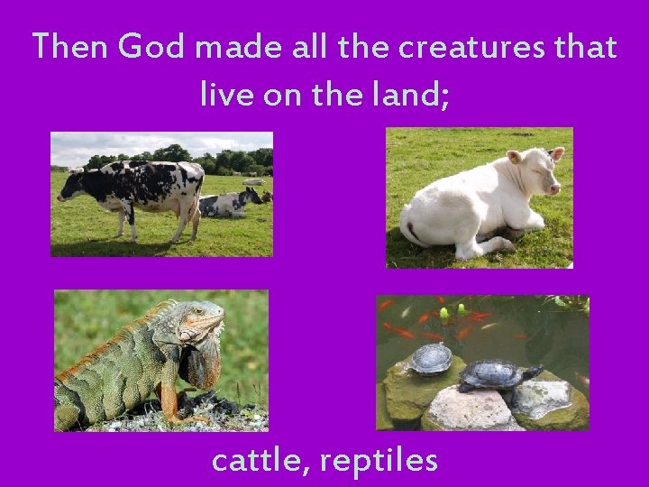 Then God made all the creatures that live on the land; cattle, reptiles 