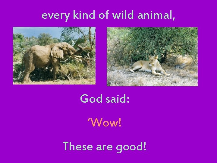 every kind of wild animal, God said: ‘Wow! These are good! 