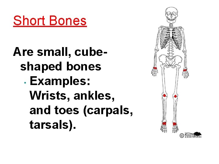 Skeletal System Health Care Science Technology Copyright The