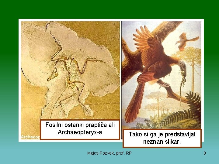 Fosilni ostanki praptiča ali Archaeopteryx-a Tako si ga je predstavljal neznan slikar. Mojca Pozvek,