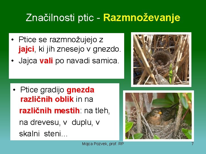 Značilnosti ptic - Razmnoževanje • Ptice se razmnožujejo z jajci, jajci ki jih znesejo