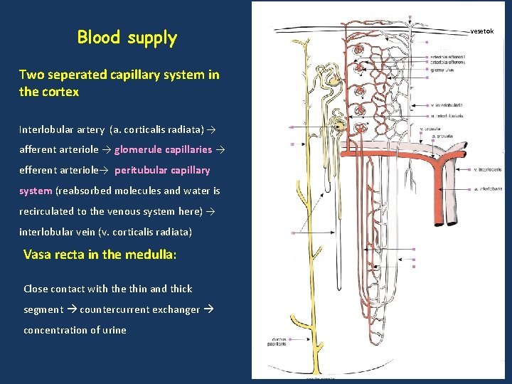 Blood supply Two seperated capillary system in the cortex Interlobular artery (a. corticalis radiata)