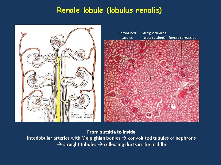Renale lobule (lobulus renalis) Convoluted tubules Straight tubules (cross sections) Renale corpuscles From outside