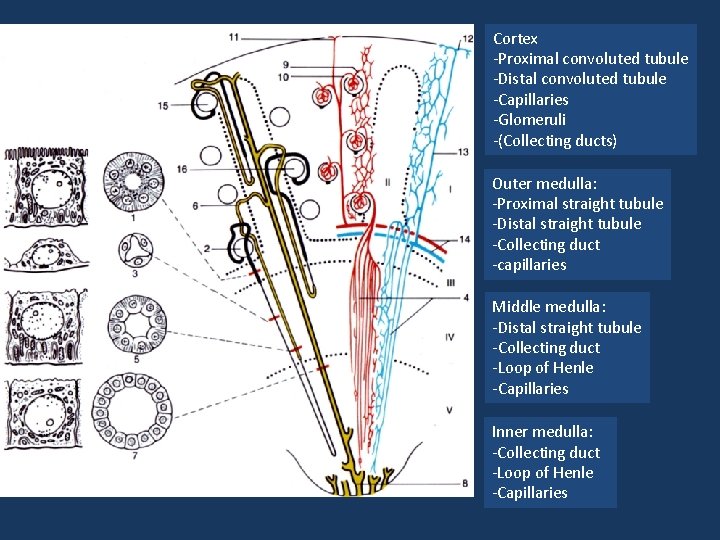 Cortex -Proximal convoluted tubule -Distal convoluted tubule -Capillaries -Glomeruli -(Collecting ducts) Outer medulla: -Proximal