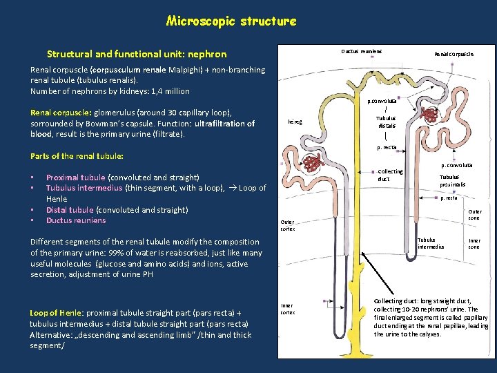 Microscopic structure Structural and functional unit: nephron Ductus reuniens Renal corpuscle (corpusculum renale Malpighi)