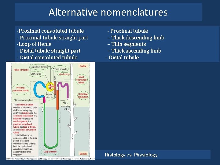 Alternative nomenclatures -Proximal convoluted tubule - Proximal tubule straight part -Loop of Henle -