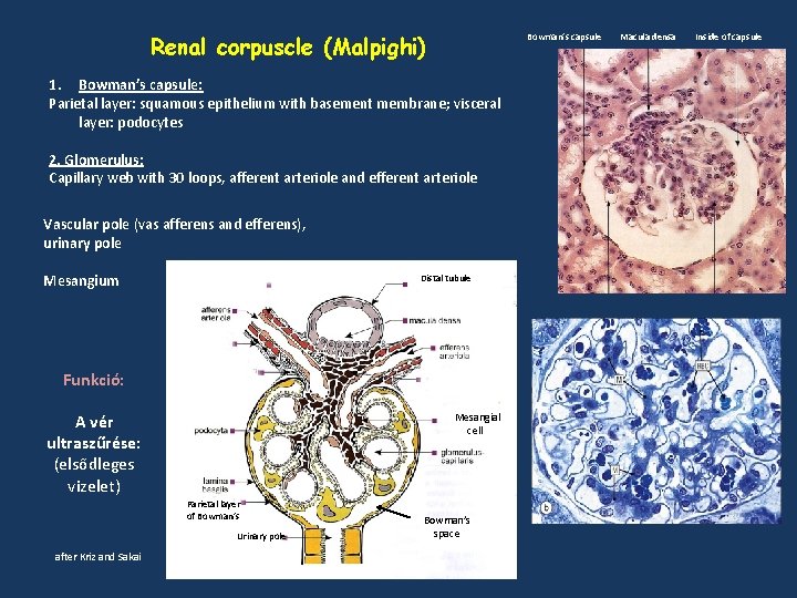Renal corpuscle (Malpighi) Bowman’s capsule 1. Bowman’s capsule: Parietal layer: squamous epithelium with basement