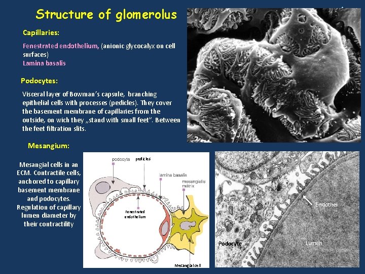 * Structure of glomerolus Capillaries: Fenestrated endothelium, (anionic glycocalyx on cell surfaces) Lamina basalis