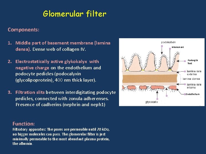 Glomerular filter Components: 1. Middle part of basement membrane (lamina densa). Dense web of