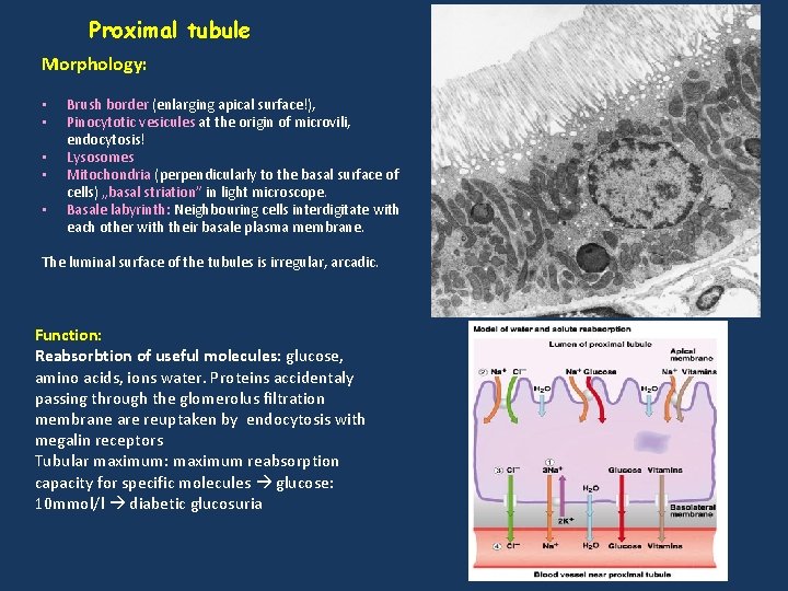 Proximal tubule Morphology: • • • Brush border (enlarging apical surface!), Pinocytotic vesicules at