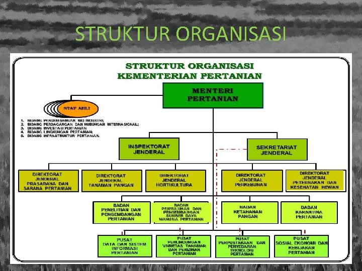 STRUKTUR ORGANISASI 
