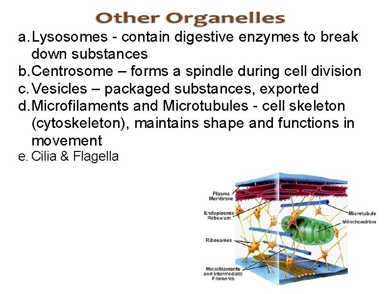 a. Lysosomes - contain digestive enzymes to break down substances b. Centrosome – forms