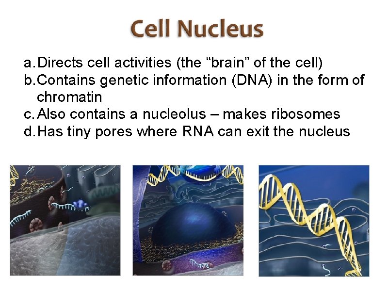 a. Directs cell activities (the “brain” of the cell) b. Contains genetic information (DNA)