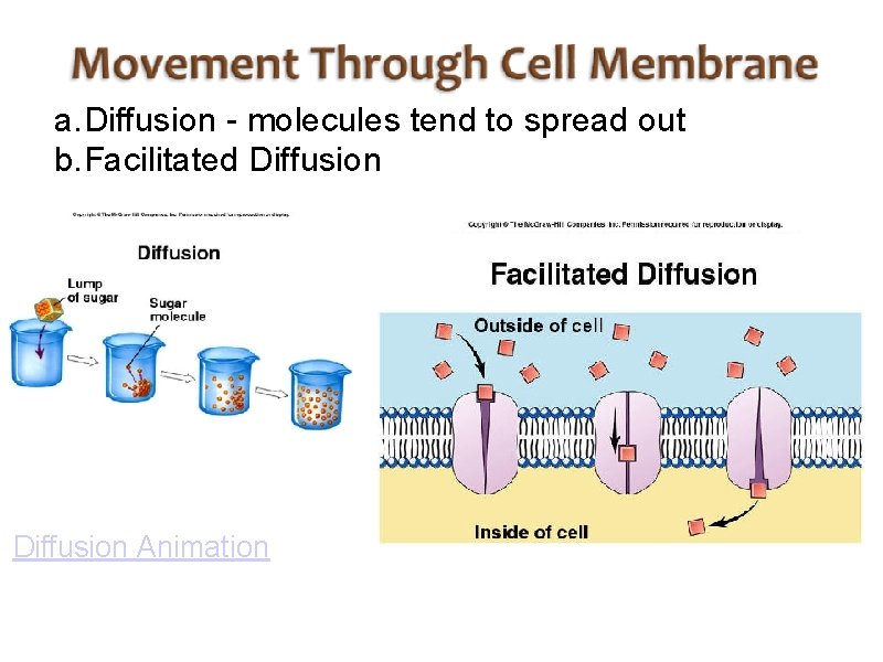 a. Diffusion - molecules tend to spread out b. Facilitated Diffusion Animation 