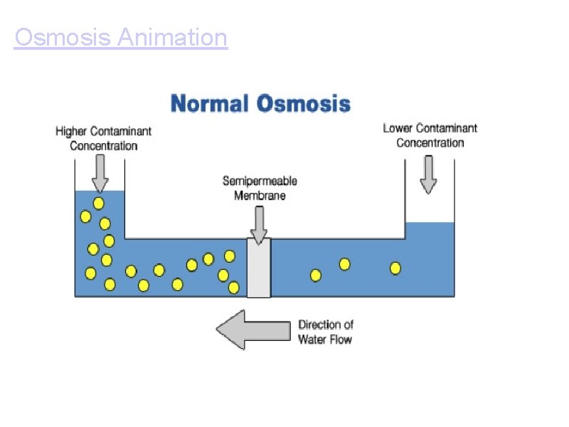Osmosis Animation 
