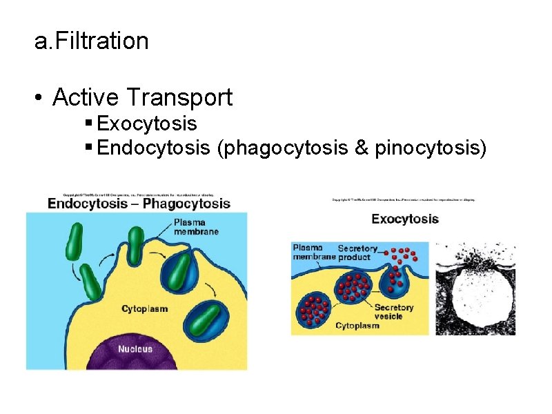 a. Filtration • Active Transport § Exocytosis § Endocytosis (phagocytosis & pinocytosis) 