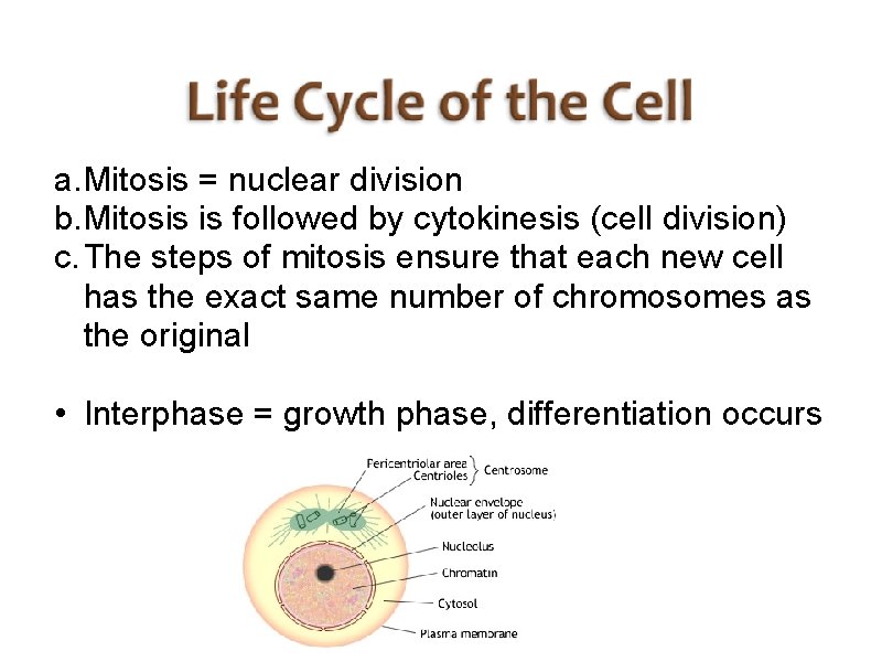 a. Mitosis = nuclear division b. Mitosis is followed by cytokinesis (cell division) c.