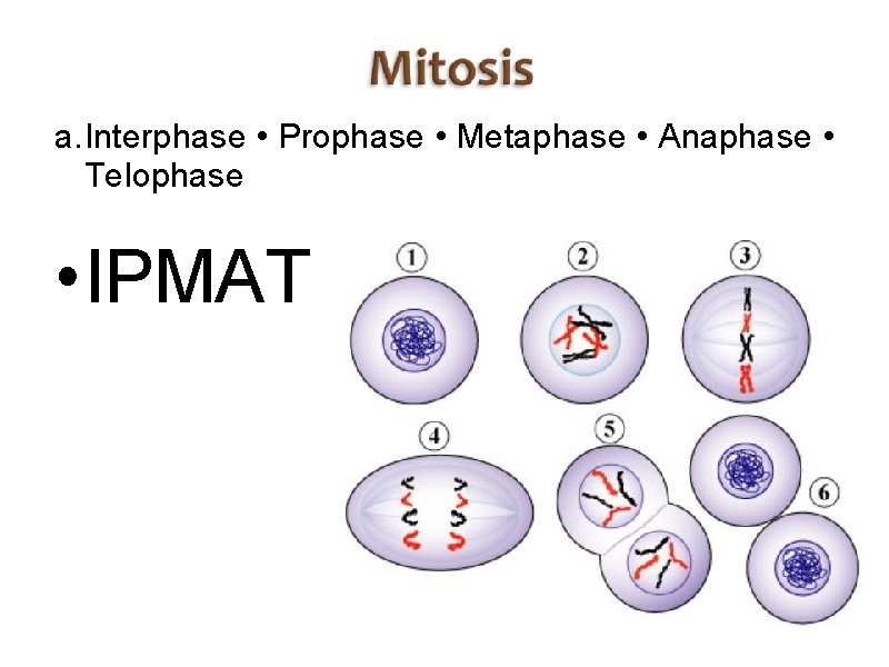 a. Interphase • Prophase • Metaphase • Anaphase • Telophase • IPMAT 