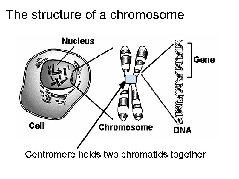 The structure of a chromosome Centromere holds two chromatids together 