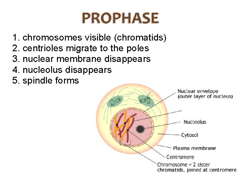 1. chromosomes visible (chromatids) 2. centrioles migrate to the poles 3. nuclear membrane disappears
